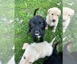 Small #6 Labradoodle