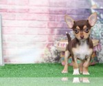 Small Photo #5 Chihuahua Puppy For Sale in BEL AIR, MD, USA