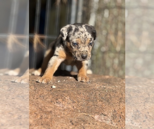 Medium Photo #5 Catahoula Leopard Dog Puppy For Sale in BUSHNELL, IL, USA