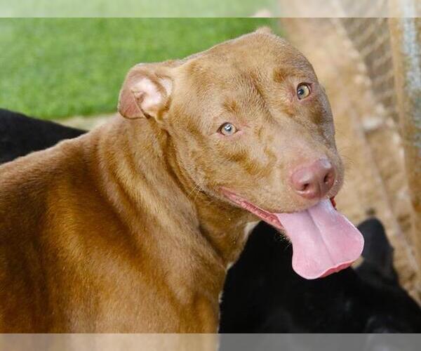 Medium Photo #2 American Staffordshire Terrier-Labrador Retriever Mix Puppy For Sale in Tallahassee, FL, USA