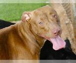 Small #1 American Staffordshire Terrier-Labrador Retriever Mix