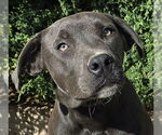 Small Blue Lacy