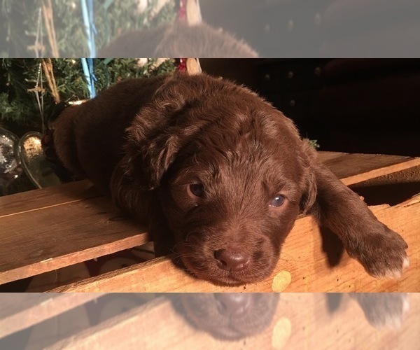 Medium Photo #5 F2 Aussiedoodle Puppy For Sale in ARBA, IN, USA
