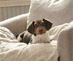 Small #4 Beagle