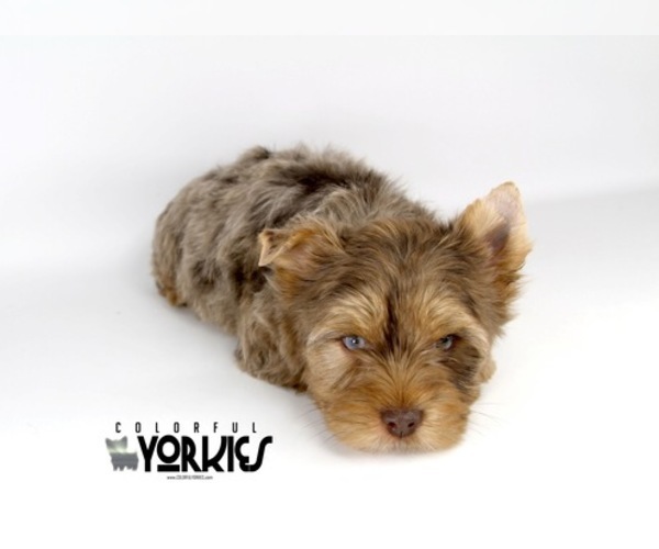 Medium Photo #7 Yorkshire Terrier Puppy For Sale in KELLER, TX, USA