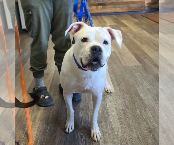 Medium Photo #3 Boxer Puppy For Sale in Burnsville, MN, USA