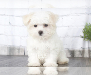 Morkie Puppy for sale in RED LION, PA, USA