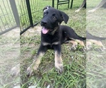 Small Photo #4 German Shepherd Dog Puppy For Sale in WEST POINT, VA, USA
