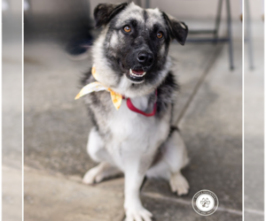 Macy (tripod) - Female Mutt Dog for Adoption - Photo #8