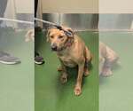 Small #4 Labrador Retriever Mix