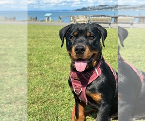 Rottweiler Puppy for sale in TACOMA, WA, USA