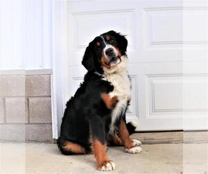 Mother of the Bernese Mountain Dog puppies born on 05/06/2019