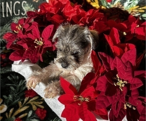 Medium Photo #3 Schnauzer (Miniature) Puppy For Sale in CANTON, NY, USA