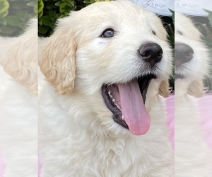 Golden Retriever Puppy for Sale in REIDSVILLE, North Carolina USA