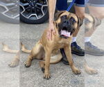 Small Boxer