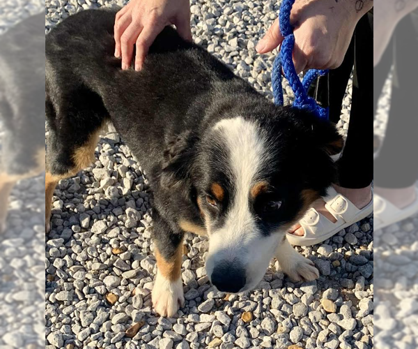 Medium Photo #3 Australian Shepherd-Unknown Mix Puppy For Sale in Cranston, RI, USA