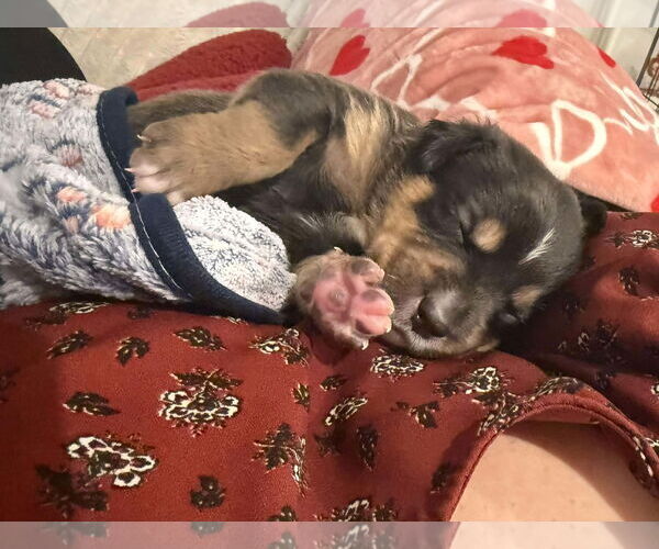 Medium Photo #3 Labrador Retriever-Unknown Mix Puppy For Sale in San Bernardino , CA, USA