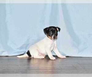 Rat Terrier Puppy for sale in GOSHEN, IN, USA