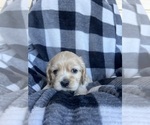 Small Photo #5 Cocker Spaniel Puppy For Sale in FRANKLIN, NC, USA
