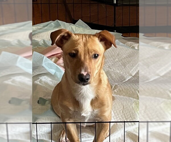 Medium Photo #4 Dorgi Puppy For Sale in Arlington, WA, USA