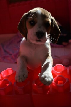 Medium Photo #3 Beagle Puppy For Sale in REASNOR, IA, USA