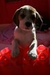 Small Photo #3 Beagle Puppy For Sale in REASNOR, IA, USA