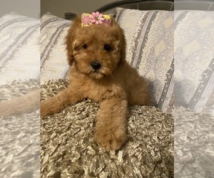 Poodle (Miniature) Puppy for Sale in RICHMOND, Illinois USA