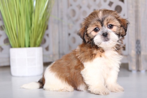 Medium Photo #1 Havashu Puppy For Sale in MOUNT VERNON, OH, USA