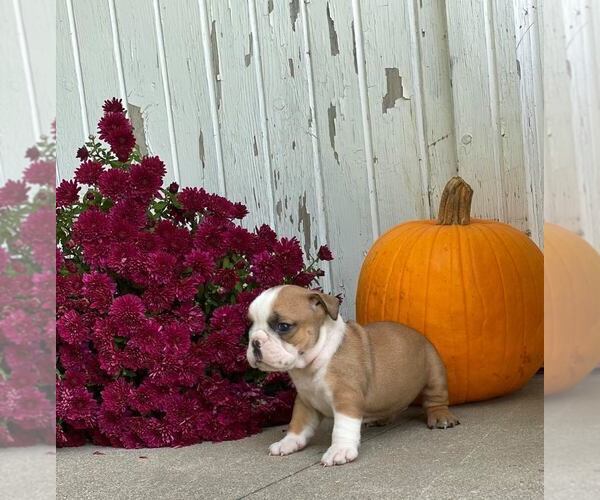 Medium Photo #5 English Bulldog Puppy For Sale in NAPPANEE, IN, USA