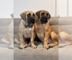 Small Photo #2 Boerboel Puppy For Sale in OMAHA, NE, USA