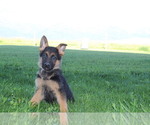 Puppy 4 German Shepherd Dog