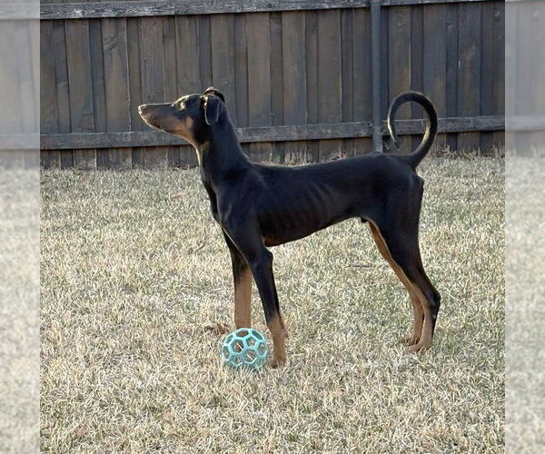 Medium Photo #13 Doberman Pinscher Puppy For Sale in Boonton, NJ, USA