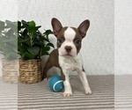 Small #3 Boston Terrier