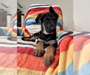 German Shepherd Dog-Unknown Mix Dogs for adoption in West Sacramento, CA, USA
