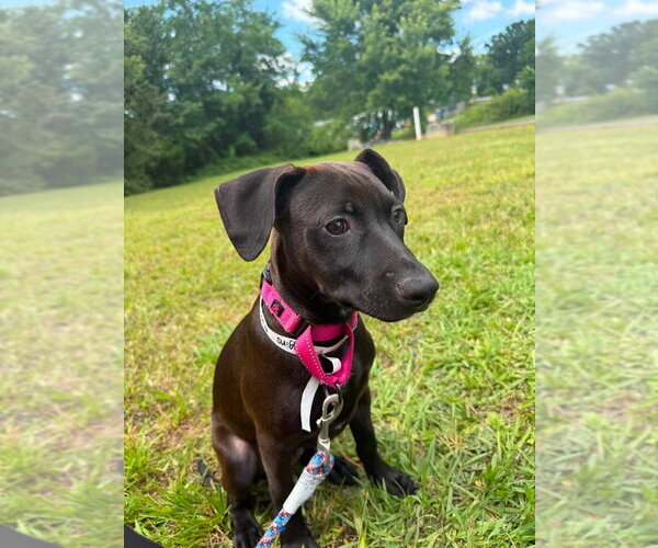Medium Photo #2 Mutt Puppy For Sale in Candler, NC, USA