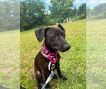 Small #1 Mutt
