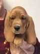 Small Photo #14 Basset Hound Puppy For Sale in DARLINGTON, MD, USA