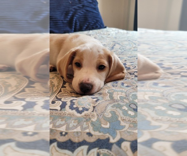 Medium Photo #2 Beagle Puppy For Sale in NEW ORLEANS, LA, USA