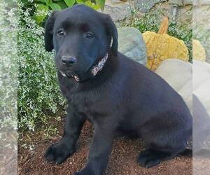 Belgian Malinois-Labrador Retriever Mix Puppy for sale in NEW PROVIDENCE, PA, USA