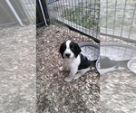 Small Photo #11 English Springer Spaniel Puppy For Sale in JEANNETTE, PA, USA