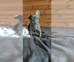 French Bulldog Puppy for sale in TAMPA, FL, USA