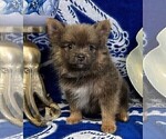 Small Photo #3 Pomeranian Puppy For Sale in FRESNO, CA, USA