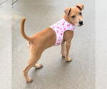 Small #1 Labrador Retriever Mix