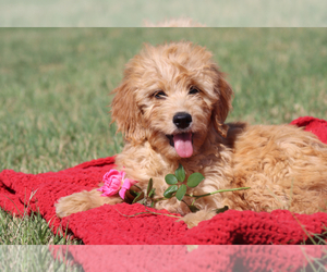 Goldendoodle Puppy for sale in ITASCA, TX, USA