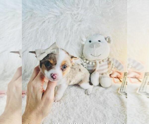 Medium Photo #28 Chihuahua Puppy For Sale in MIAMI, FL, USA