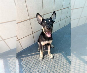 German Shepherd Dog-Unknown Mix Dogs for adoption in Corpus Christi, TX, USA
