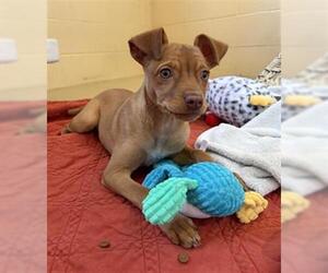 Mutt Dogs for adoption in Chula Vista, CA, USA