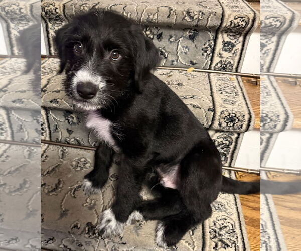 Medium Photo #3 Labradoodle Puppy For Sale in Wheaton, IL, USA