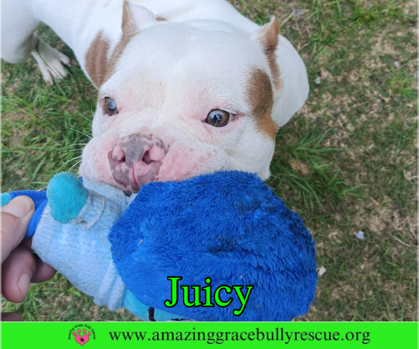 Medium Photo #9 Bulldog Puppy For Sale in Milton, FL, USA