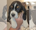 Small Photo #38 Basset Hound Puppy For Sale in BYHALIA, MS, USA